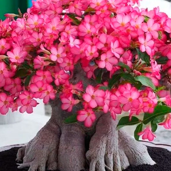 ADENIUM