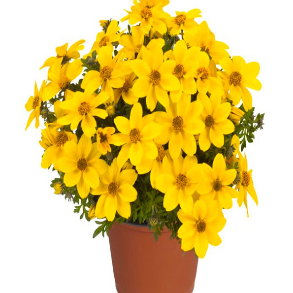 Bidens
