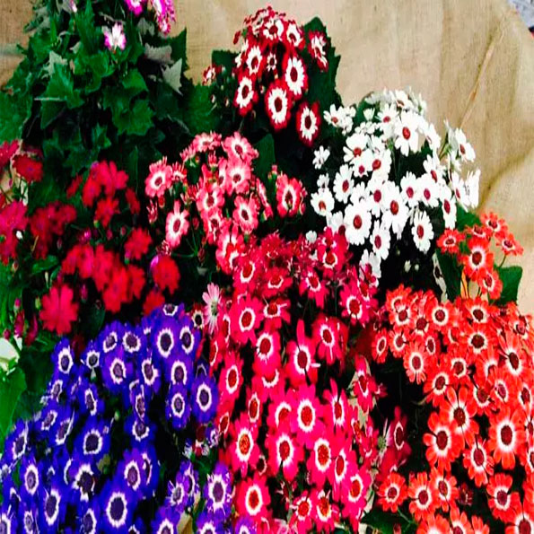 Cinerarias