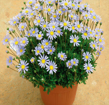 Felicias