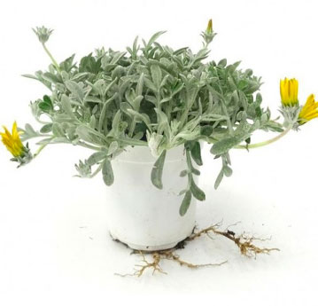 Gazanias Gris
