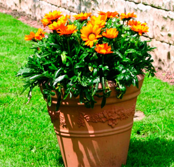 Gazanias Hybrida