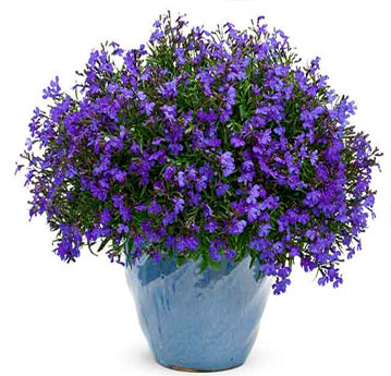 Lobelia