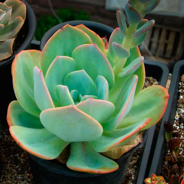 Echeveria Miranda Rainbow M-8