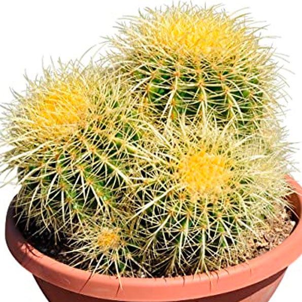 Echinoca Grusoni M20