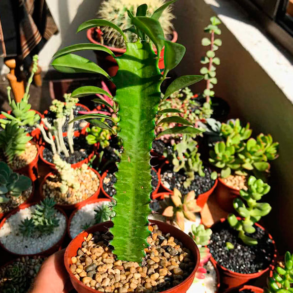 Euphorbia Trigonia