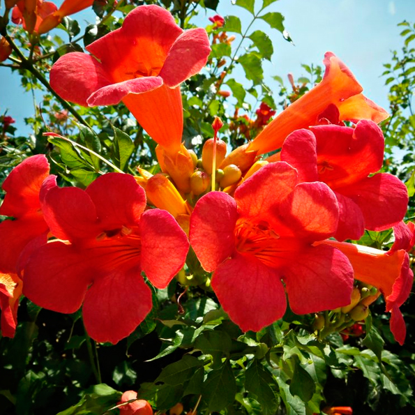 BIGNONIA JAZMINOIDE