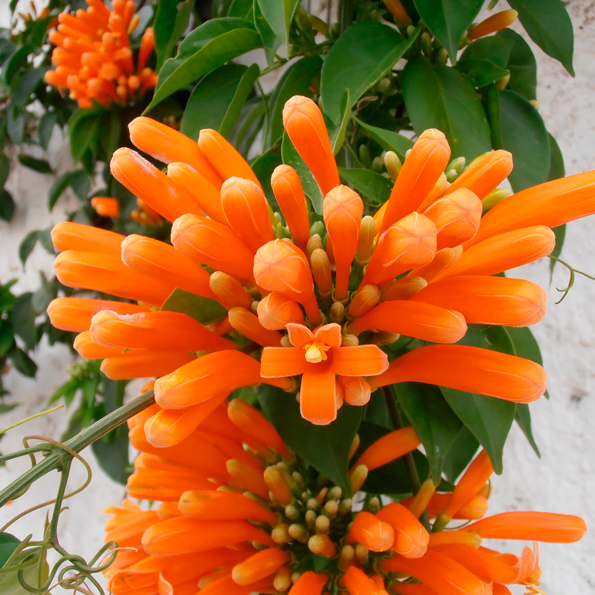BIGNONIA VENUSTA