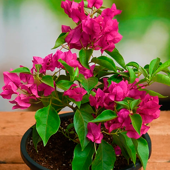 BOUGANBILLEA