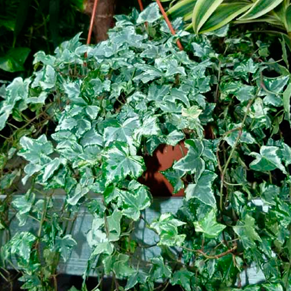 HEDERA MATIZADA