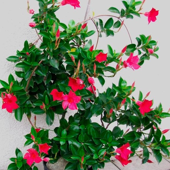 MANDEVILLA  COLORES MIX