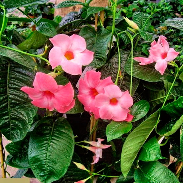 Mandevilla Roja