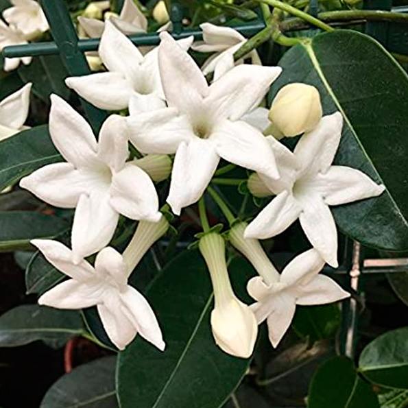STEPHANOTIS